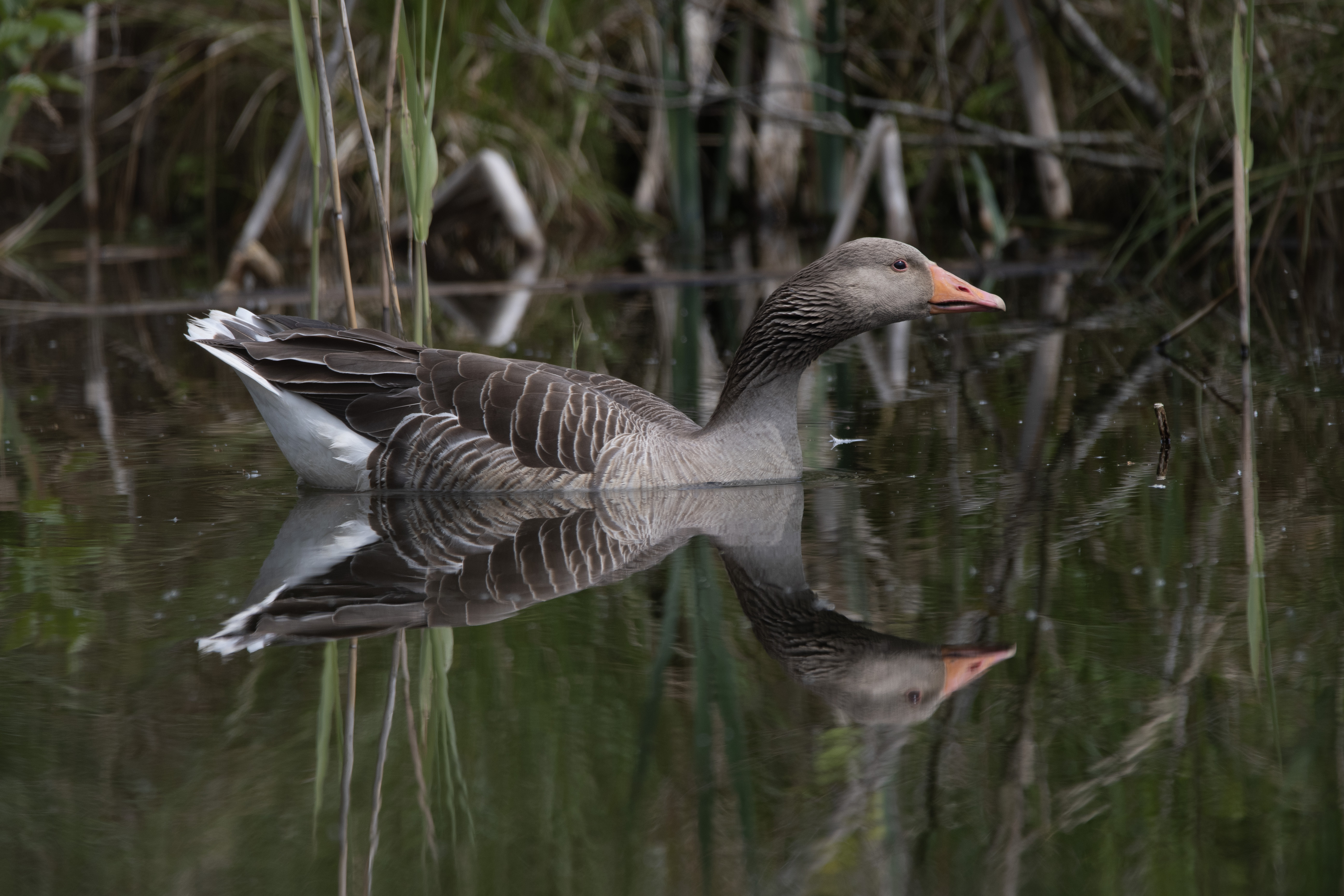 May: Greylag Goose, Carlton Marshes, SWT
